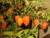 Habaneros 1 