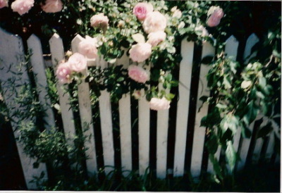 P-Town roses