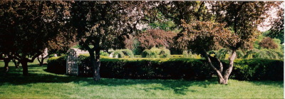 Fenway Rose garden
